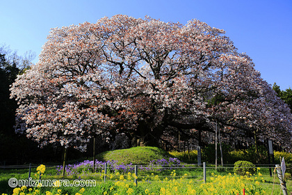 吉高の大桜 桜