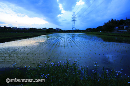 ハルジョオン 夕景