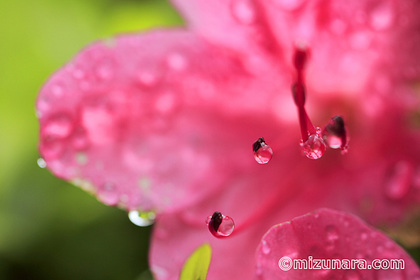 サツキ 雨滴