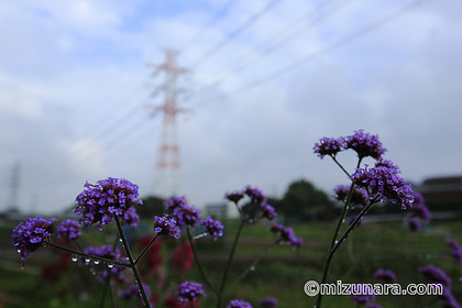 梅雨