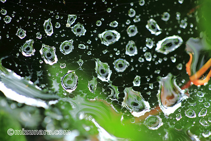 雨粒