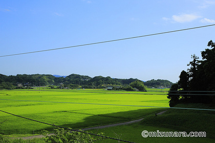 稲田