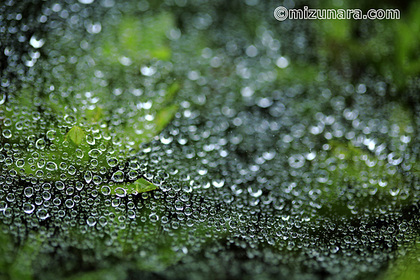 雨粒