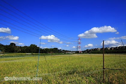 稲田 雲