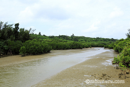 マングローブ 宮古島