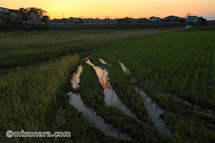 夕景 穭田