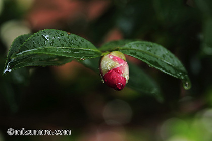 山茶花