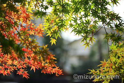 カエデ 紅葉