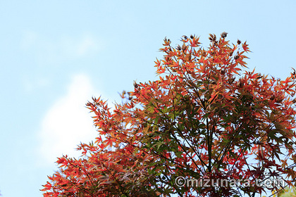 カエデ 紅葉