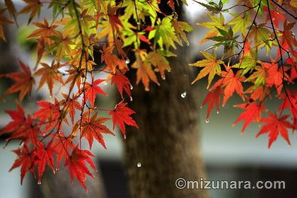 カエデ 紅葉