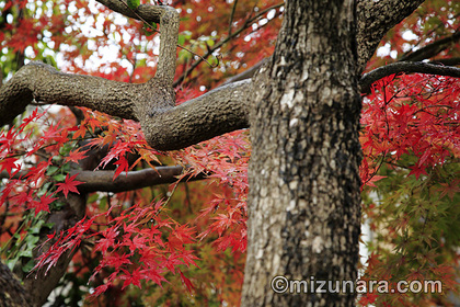 カエデ 紅葉