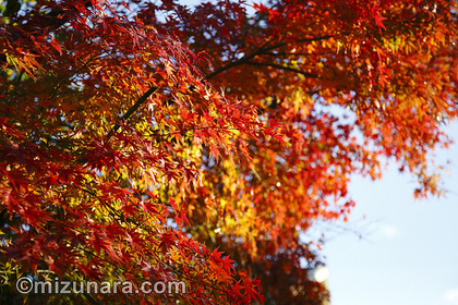 カエデ 紅葉