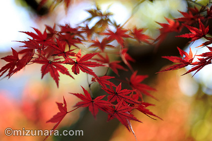 カエデ 紅葉