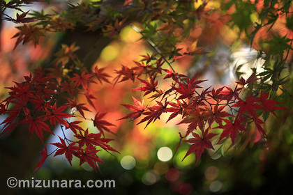 カエデ 紅葉