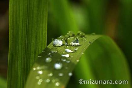 雨粒