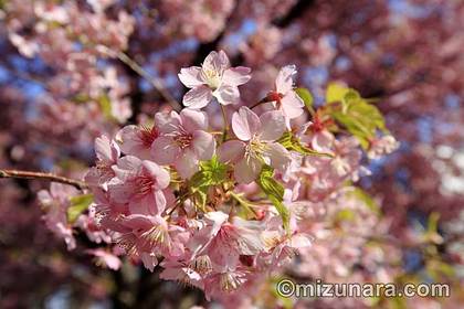 桜 河津桜