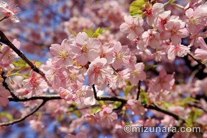 桜 河津桜