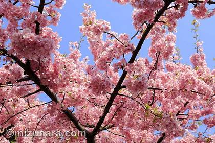 桜 河津桜