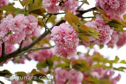 ボタン桜