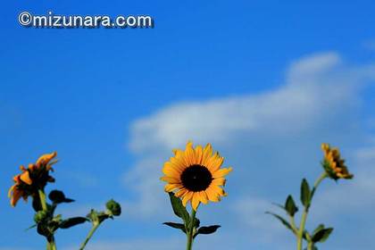 ヒマワリ 夏空