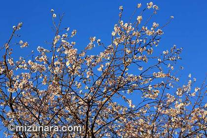 十月桜 桜