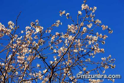 十月桜 桜