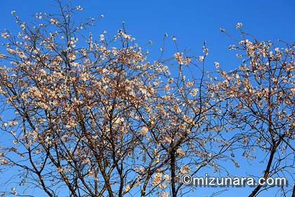 十月桜 桜