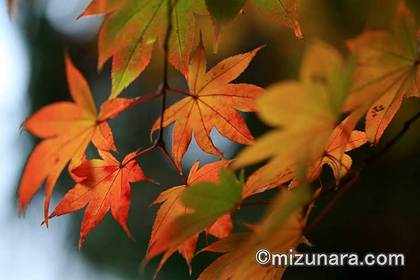 カエデ 紅葉