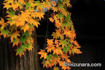 カエデ 紅葉