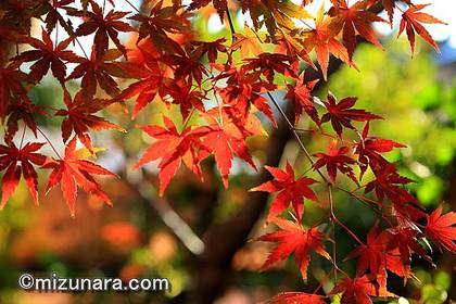 カエデ 紅葉