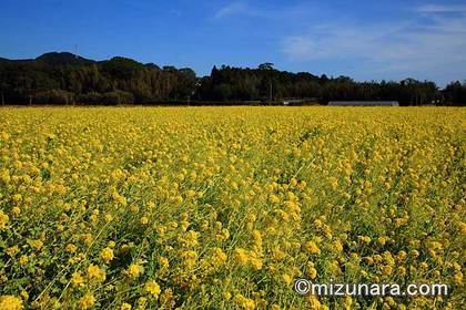 菜の花 鴨川市