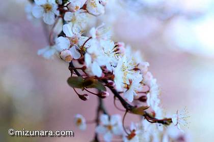 三陽メディアフラワーミュージアム 桜