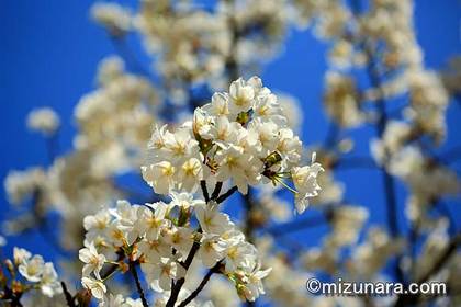 オオシマザクラ 三陽メディアフラワーミュージアム 桜