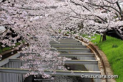 桜 草野水路