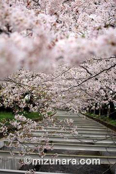 桜 草野水路