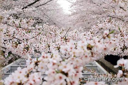 桜 草野水路