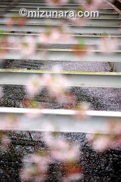 桜 草野水路