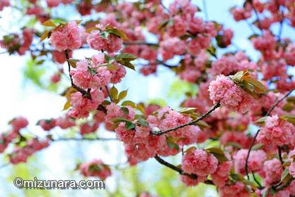 ボタン桜 桜