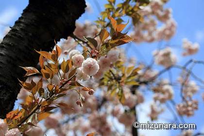 ボタン桜 桜