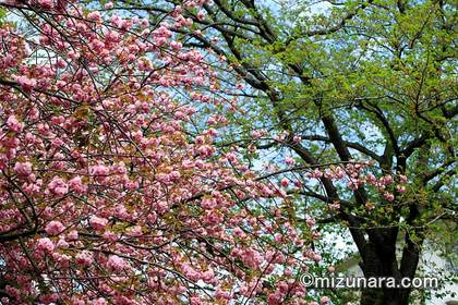 ボタン桜 桜