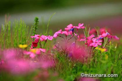 市貝町 芝桜