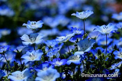 花の美術館