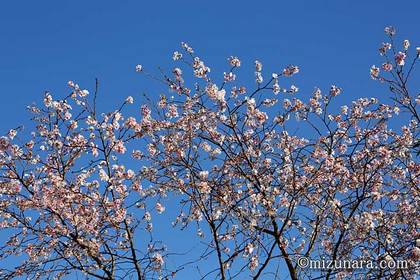 十月桜 桜