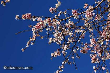 十月桜 桜