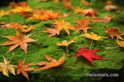 法輪寺 紅葉