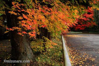 法輪寺 紅葉