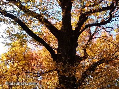 上野公園 紅葉