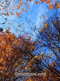 上野公園 紅葉