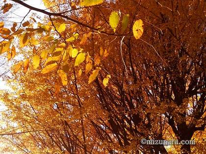 上野公園 紅葉