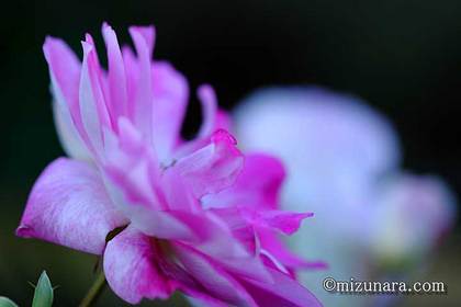 バラ 花の美術館